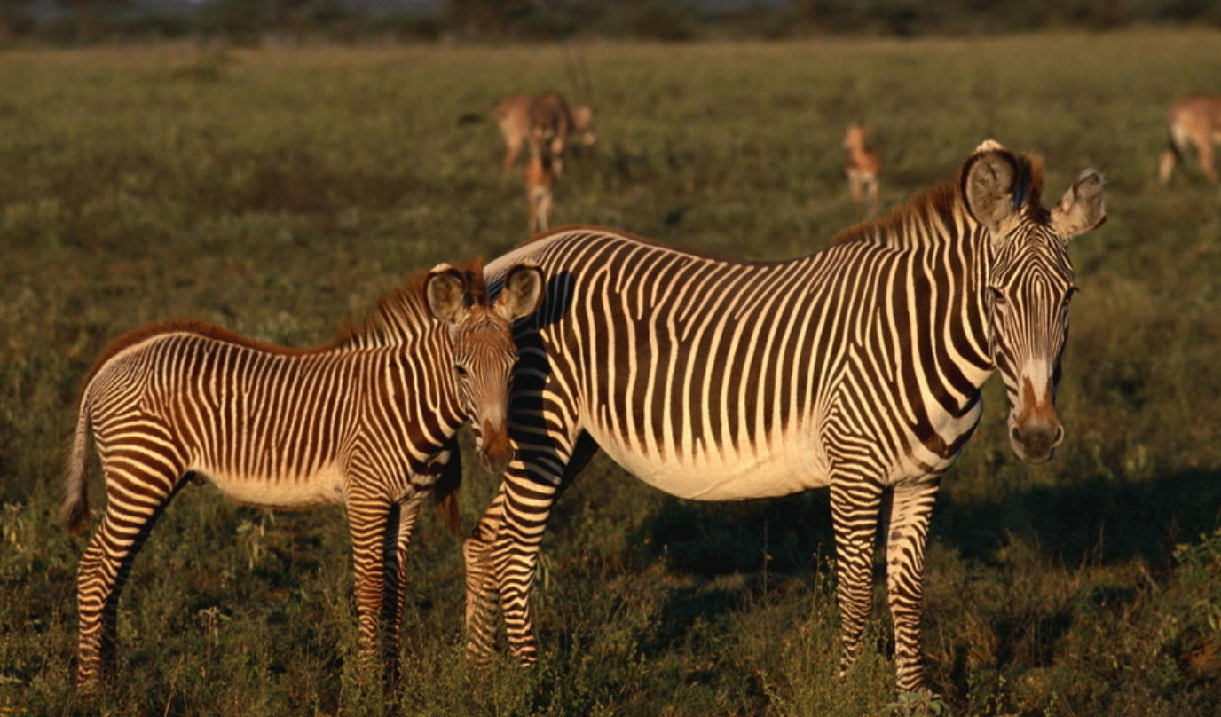 共说乡关动寂寥，古木蛇青自脱鳞指打个最佳精准词语解谜